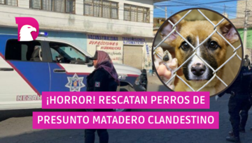  Vídeo: Denuncian lugar donde engordaban perros para vender su carne