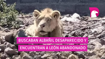  Buscaban albañil desaparecido y encuentran a león abandonado