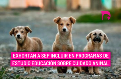  Exhortan a SEP incluir en programas de estudio educación sobre cuidado animal