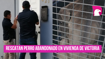  Rescatan perro abandonado en vivienda de Victoria.