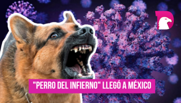  ‘Perro del Infierno’ llegó a Mexico; Ya hay casos de la nueva variante COVID