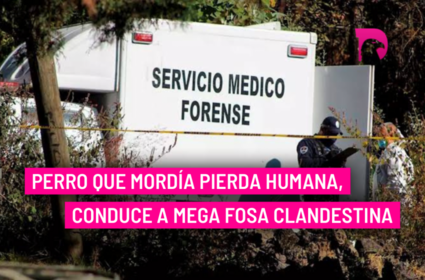  Perro que mordía pierda humana, conduce a mega fosa clandestina