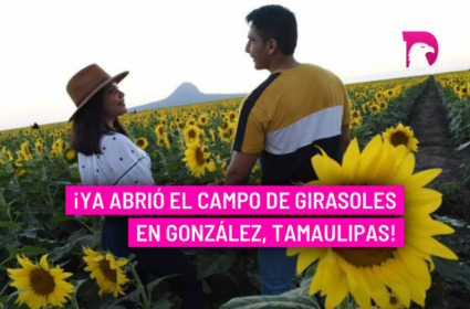  ¡Ya abrió el campo de girasoles en González, Tamaulipas!