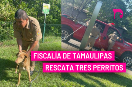  Fiscalía de Tamaulipas rescata tres perritos