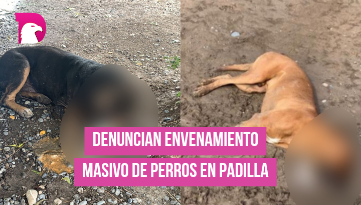 Denuncian envenenamiento masivo de perros en Padilla