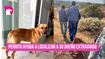  El amor perruno de “El Palomo”, salva la vida de su amo, Don Goyo.