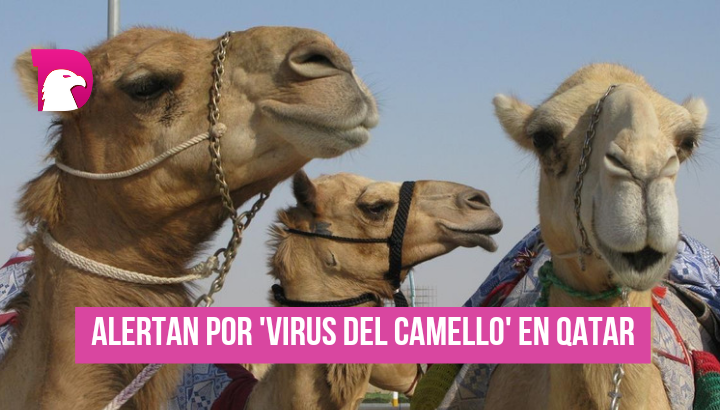  ‘Virus del camello” ¿Qué es y cuáles son los síntomas?