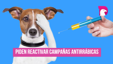  Piden reactivar campañas antirrábicas