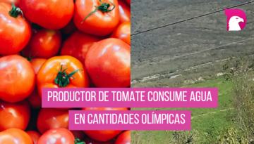  Productor de tomate consume agua en cantidades olímpicas.