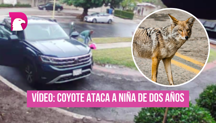  Video: Coyote ataca de 2 años en vecindario de los Ángeles