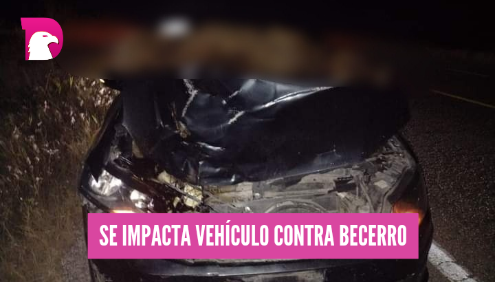  Vehículo se impacta contra becerro en Carretera Aldama-Soto la Marina