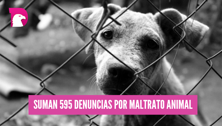  Hasta 19 mil pesos de multa por maltrato animal en Nuevo Laredo