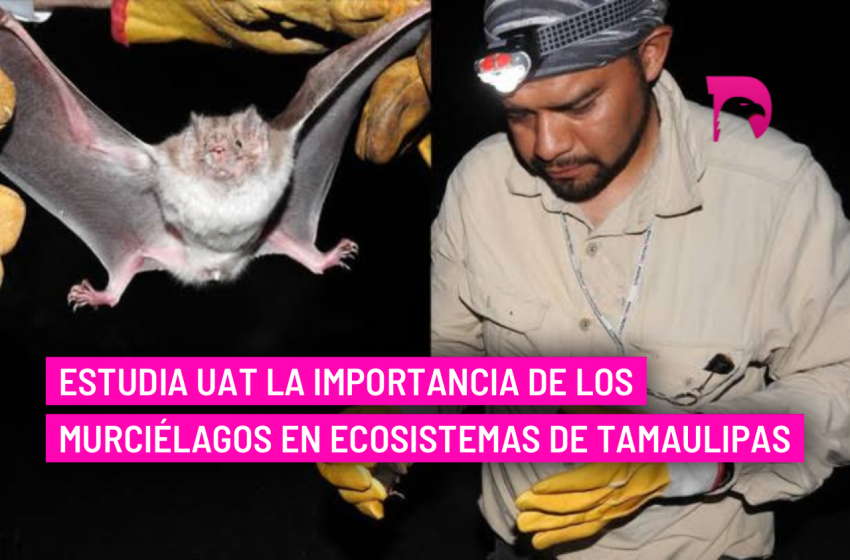  Estudia UAT la importancia de los murciélagos en ecosistemas de Tamaulipas