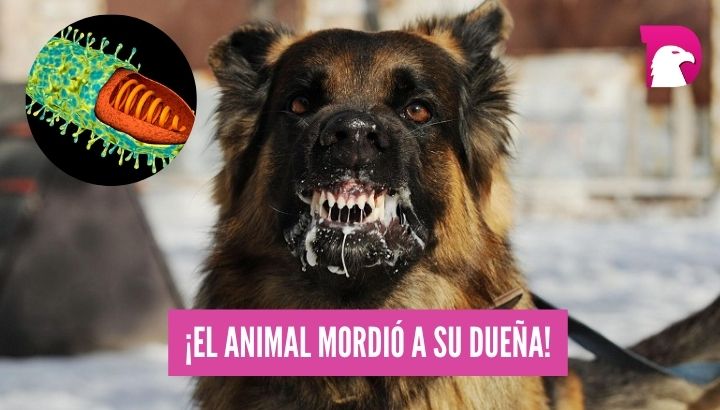  Confirman caso de rabia en un perro en Sonora