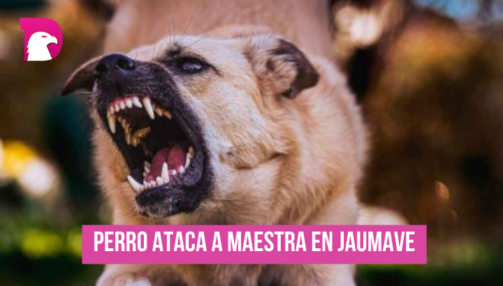  Piden sancionar a dueño de perros agresivos en Jaumave