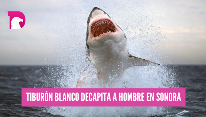  Tiburón blanco decapita a hombre en Sonora