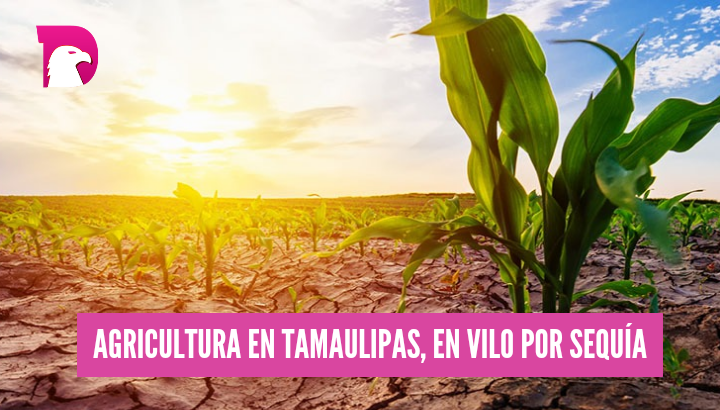  Agricultura en Tamaulipas, en vilo por sequía