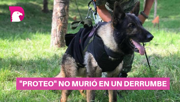  Sedena revela la causa de la muerte de “Proteo”, el perro rescatista