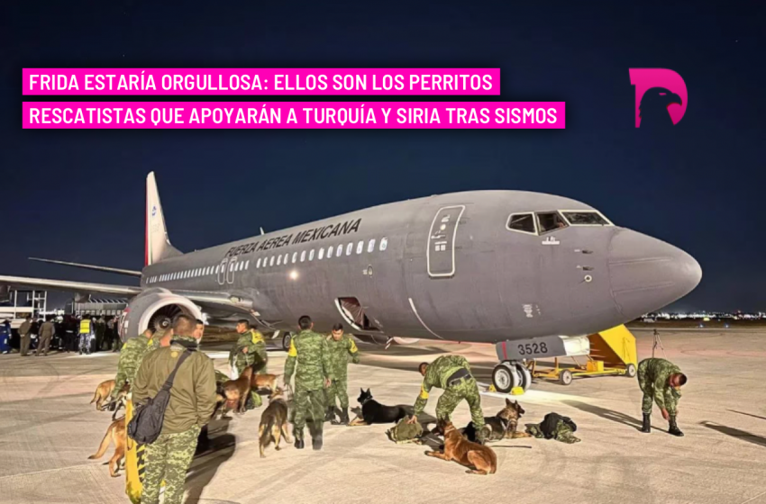  Frida estaría orgullosa: Ellos son los perritos rescatistas que apoyarán a Turquía y Siria tras sismos