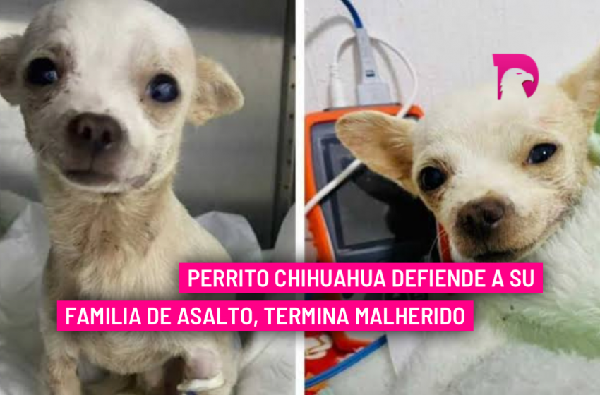  Perrito Chihuahua defiende a su familia de asalto, termina malherido