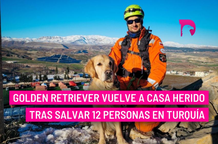  Goldeb Retriever vuelve a casa herido tras salvar 12 personas en Turquía