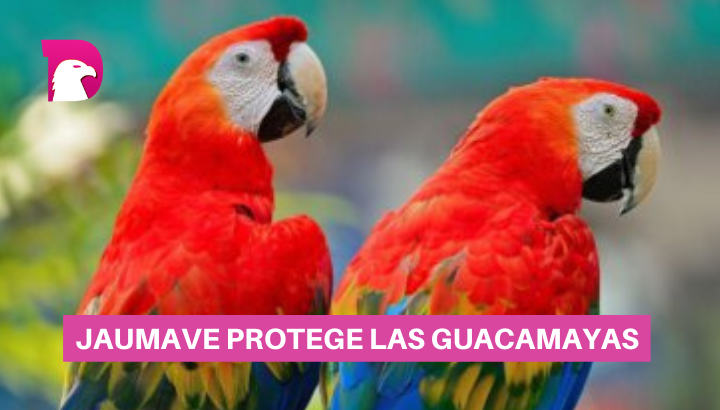  Vamos a preservar y proteger a la Guacamaya