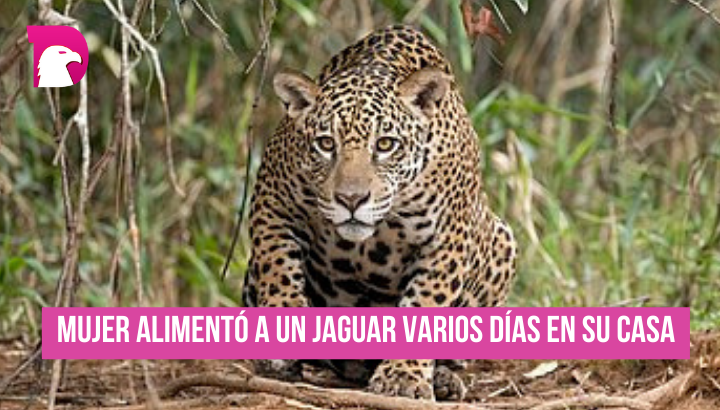  Mujer alimentó a un jaguar por varios días en su casa.