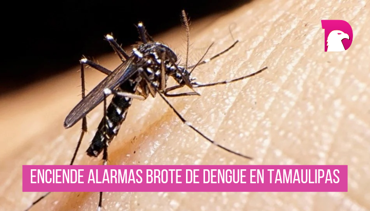  Enciende alarmas brotes de dengue en Tamaulipas