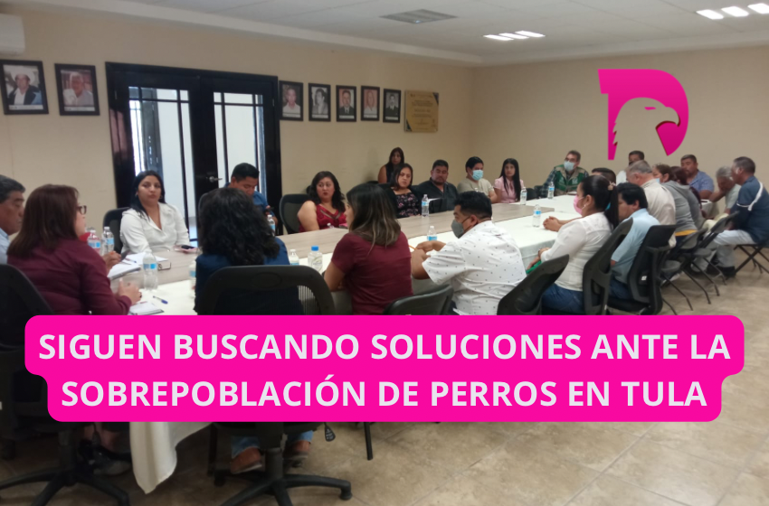  Siguen buscando soluciones ante la sobrepoblación de perros en Tula