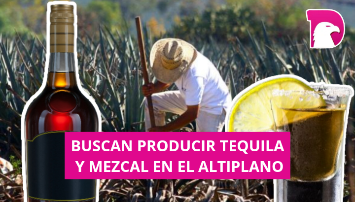  Buscan producir Tequila y Mezcal en el Altiplano