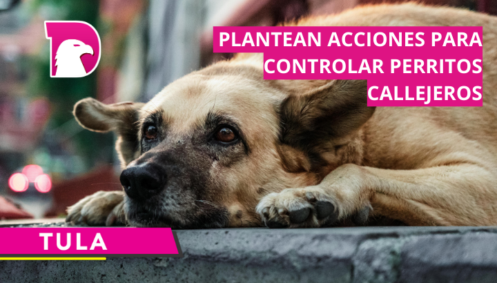  En Tula plantean acciones para controlar perritos callejeros