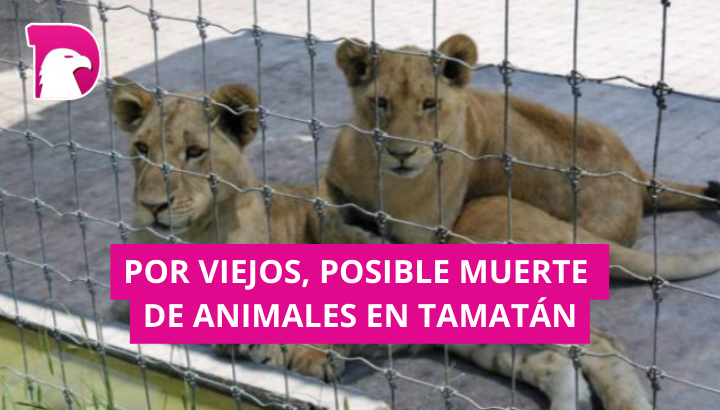  Por viejos, posible muerte de animales en zoológico de Tamatán