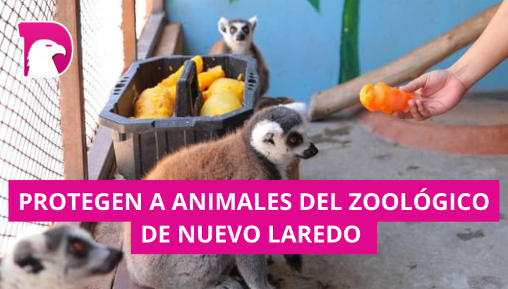  Protege a animales del Zoo de las altas temperaturas con paletas de hielo.