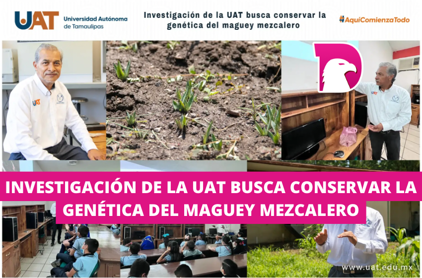  Investigación de la UAT busca conservar la genética del maguey mezcalero