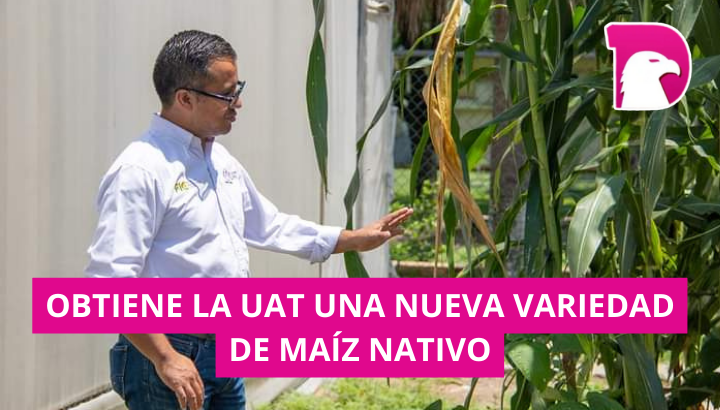  Obtiene la UAT una nueva variedad de maíz nativo