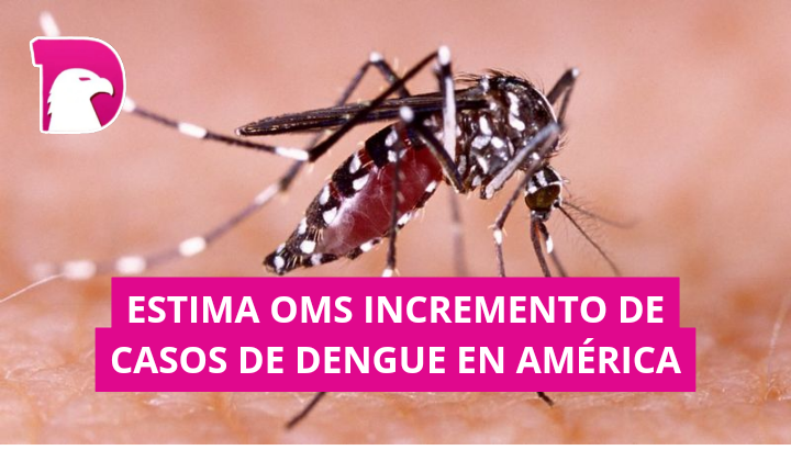  Estima OMS incremento de casos de dengue en América