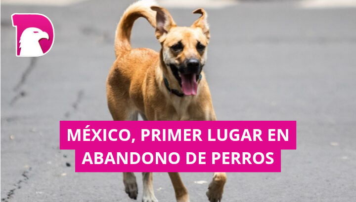  México, primer lugar en abandono de perros