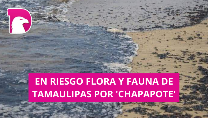 En riesgo flora y fauna de Tamaulipas por ‘chapapote’