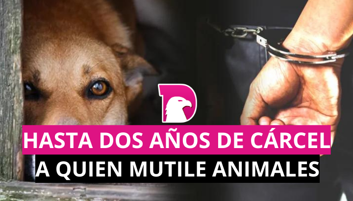  Zoofilia y mutilaciones a animales al Código Penal de Tamaulipas