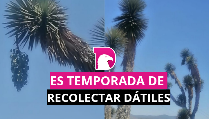  Es temporada de recolectar dátiles