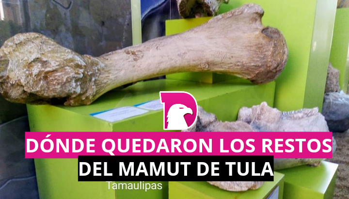  Dónde quedaron los restos del mamut de Tula
