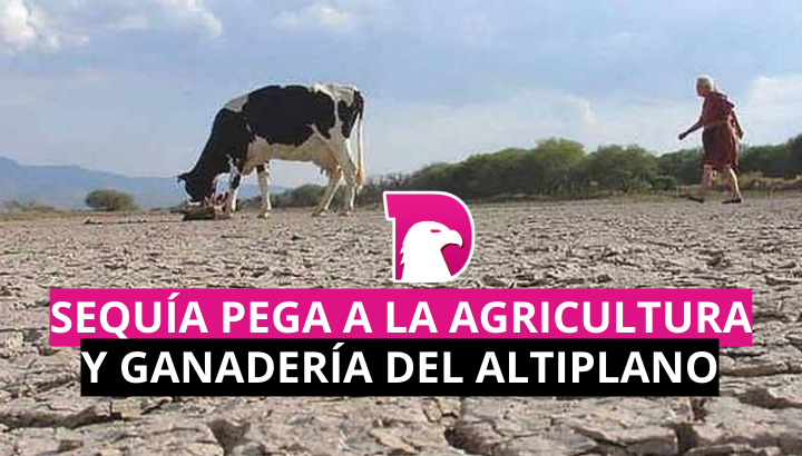 Sequía pega a la agricultura y ganadería en el Altiplano