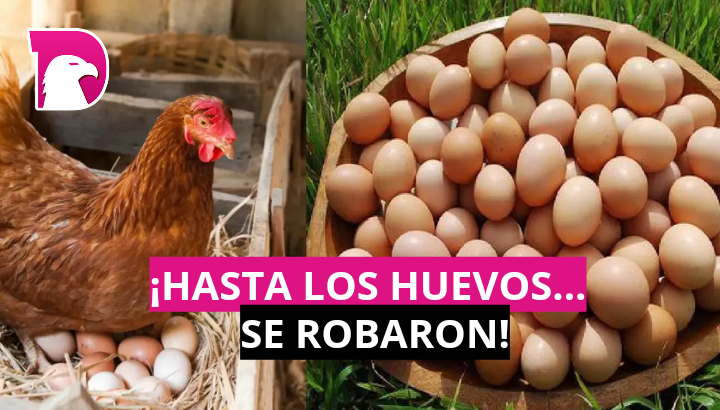  ¡Hasta los huevos… se robaron!