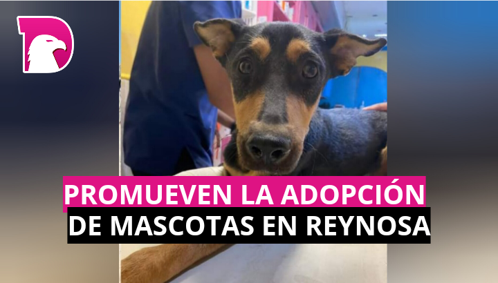  Invita Alcalde Carlos Peña Ortiz a brindar hogar a mascotas abandonadas