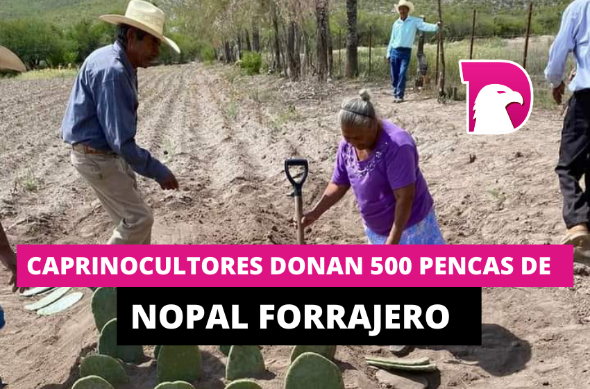  Caprinocultores donan 500 pencas de Nopal Forrajero en Felipe Ángeles