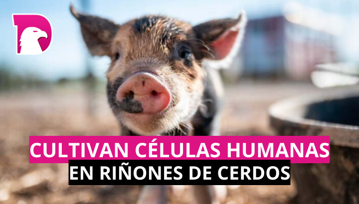  Cultivan células humanas en ¡riñones de cerdos!