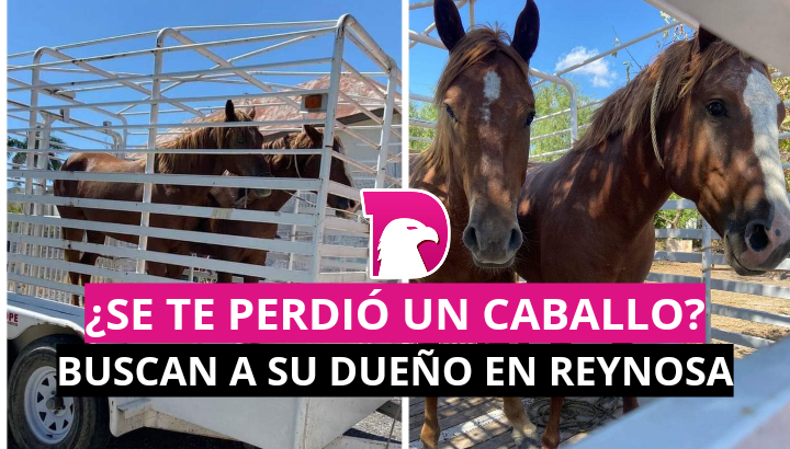  ¿Se te perdió el caballo? Gobierno de Reynosa busca a dueños de un par