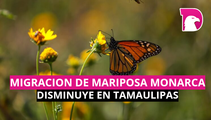  Migración de la mariposa monarca disminuye en Tamaulipas