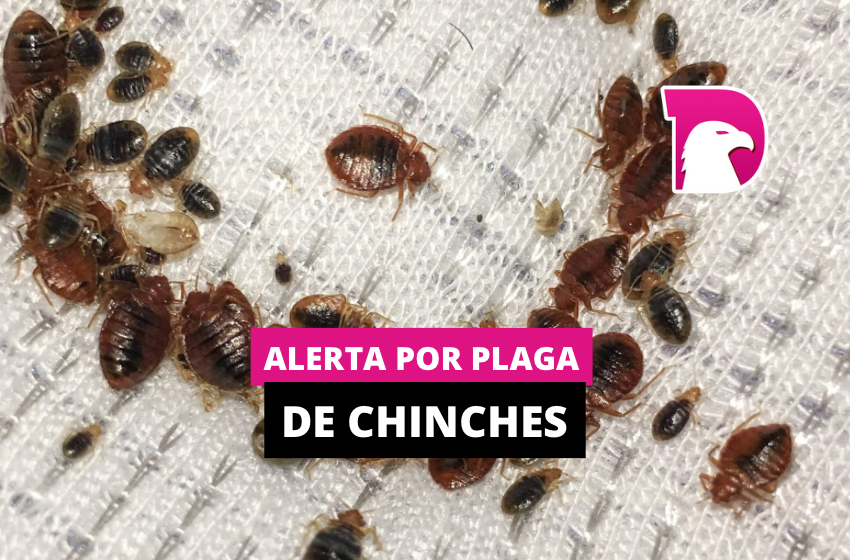  Alerta por plaga de chinches