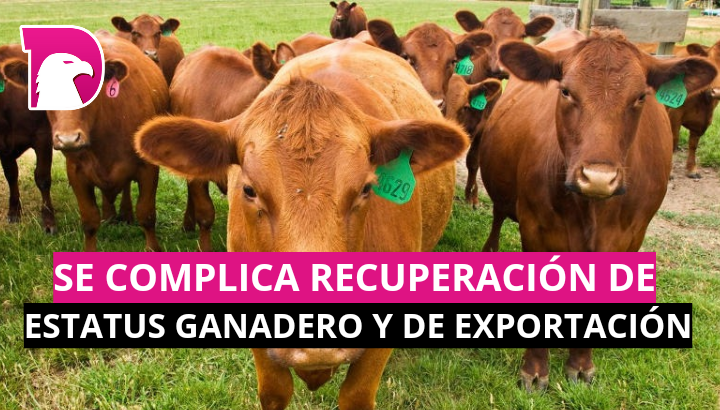  Se complica recuperación de estatus ganadero y exportación